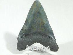 A BIG! Nice and 100% Natural Carcharocles MEGALODON Shark Tooth Fossil 101gr