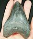 A Big! Nice And 100% Natural Carcharocles Megalodon Shark Tooth Fossil 106gr