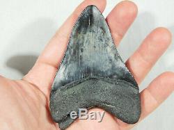 A BIG! Nice and 100% Natural Carcharocles MEGALODON Shark Tooth Fossil 106gr