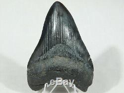 A BIG! Nice and 100% Natural Carcharocles MEGALODON Shark Tooth Fossil 106gr