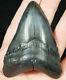 A Big! Nice And 100% Natural Carcharocles Megalodon Shark Tooth Fossil 80.4gr