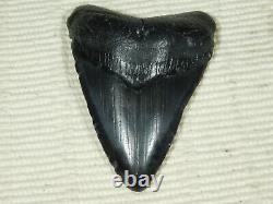 A BIG! Nice and 100% Natural Carcharocles MEGALODON Shark Tooth Fossil 80.4gr