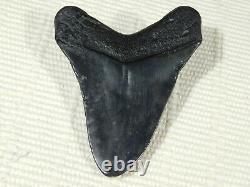 A BIG! Nice and 100% Natural Carcharocles MEGALODON Shark Tooth Fossil 89.3gr