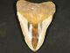 A Big! 100% Natural Carcharocles Megalodon Shark Tooth Fossil 180gr