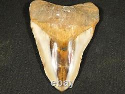A Big! 100% Natural Carcharocles MEGALODON Shark Tooth Fossil 180gr