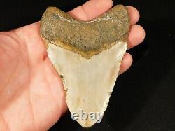 A Big! 100% Natural Carcharocles MEGALODON Shark Tooth Fossil 180gr