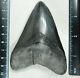 A Big! Nice And 100% Natural Carcharocles Megalodon Shark Tooth Fossil 104gr