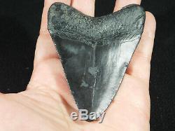 A Big! Nice and 100% Natural Carcharocles MEGALODON Shark Tooth Fossil 104gr