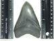 A Big! Nice And 100% Natural Carcharocles Megalodon Shark Tooth Fossil 121gr