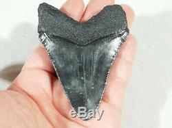 A Big! Nice and 100% Natural Carcharocles MEGALODON Shark Tooth Fossil 86.2gr