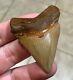 A Bulbous 2.59 X 1.97 Suwannee River Megalodon Chubutensis Shark Tooth Fossil