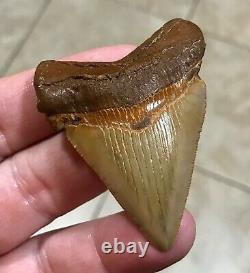 A Bulbous 2.59 x 1.97 Suwannee River Megalodon Chubutensis Shark Tooth Fossil