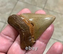 A Bulbous 2.59 x 1.97 Suwannee River Megalodon Chubutensis Shark Tooth Fossil