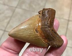 A Bulbous 2.59 x 1.97 Suwannee River Megalodon Chubutensis Shark Tooth Fossil