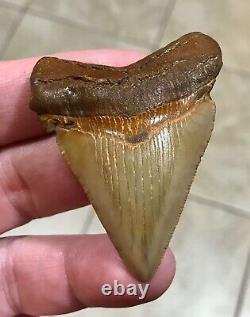 A Bulbous 2.59 x 1.97 Suwannee River Megalodon Chubutensis Shark Tooth Fossil