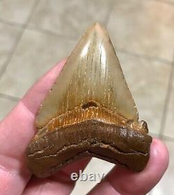 A Bulbous 2.59 x 1.97 Suwannee River Megalodon Chubutensis Shark Tooth Fossil