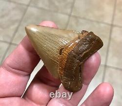 A Bulbous 2.59 x 1.97 Suwannee River Megalodon Chubutensis Shark Tooth Fossil