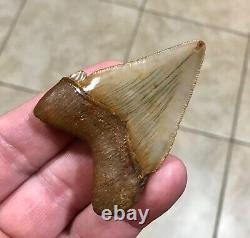 A Bulbous 2.59 x 1.97 Suwannee River Megalodon Chubutensis Shark Tooth Fossil