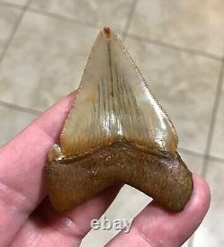 A Bulbous 2.59 x 1.97 Suwannee River Megalodon Chubutensis Shark Tooth Fossil