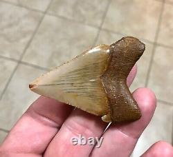 A Bulbous 2.59 x 1.97 Suwannee River Megalodon Chubutensis Shark Tooth Fossil