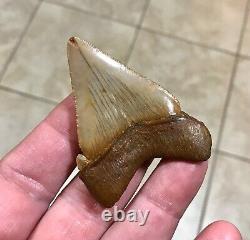 A Bulbous 2.59 x 1.97 Suwannee River Megalodon Chubutensis Shark Tooth Fossil