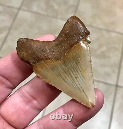 A Bulbous 2.59 x 1.97 Suwannee River Megalodon Chubutensis Shark Tooth Fossil