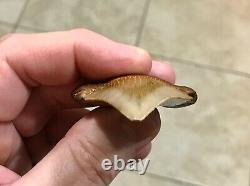 A Bulbous 2.59 x 1.97 Suwannee River Megalodon Chubutensis Shark Tooth Fossil