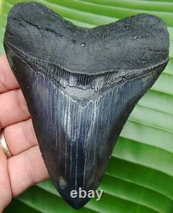 A+ GRADE MEGALODON SHARK TOOTH 4 & 11/16 in. REAL FOSSIL NO RESTORATIONS