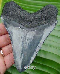 A+ GRADE MEGALODON SHARK TOOTH 4 & 11/16 in. REAL FOSSIL NO RESTORATIONS