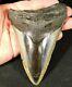 A Huge! 100% Natural Carcharocles Megalodon Shark Tooth Fossil 269gr