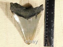 A HUGE! 100% Natural Carcharocles MEGALODON Shark Tooth Fossil 269gr