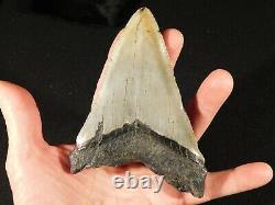 A HUGE! 100% Natural Carcharocles MEGALODON Shark Tooth Fossil 269gr