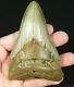 A Huge! Nice And 100% Natural Carcharocles Megalodon Shark Tooth Fossil 169gr
