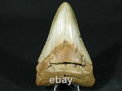 A HUGE! Nice and 100% Natural Carcharocles MEGALODON Shark Tooth Fossil 169gr