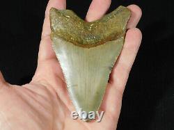 A HUGE! Nice and 100% Natural Carcharocles MEGALODON Shark Tooth Fossil 169gr