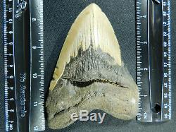 A HUGE! Nice and 100% Natural Carcharocles MEGALODON Shark Tooth Fossil 201gr