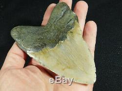 A HUGE! Nice and 100% Natural Carcharocles MEGALODON Shark Tooth Fossil 201gr