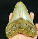 A Huge! Nice And 100% Natural Carcharocles Megalodon Shark Tooth Fossil 319gr