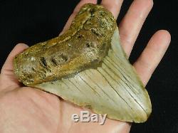 A HUGE! Nice and 100% Natural Carcharocles MEGALODON Shark Tooth Fossil 319gr