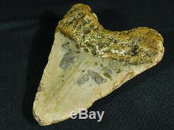 A HUGE! Nice and 100% Natural Carcharocles MEGALODON Shark Tooth Fossil 319gr