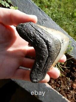 A Nice Large Natural Fossilised Megalodon Shark Tooth