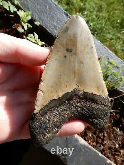 A Nice Large Natural Fossilised Megalodon Shark Tooth