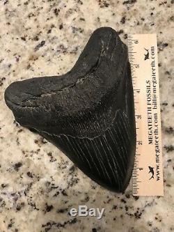 Absolutely MASSIVE 6.43 x 5.13 Megalodon Fossil Shark Tooth No Repair Or Resto