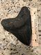 Absolutely Massive 6.43 X 5.13 Megalodon Fossil Shark Tooth No Repair Or Resto