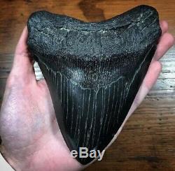 Absolutely MASSIVE 6.43 x 5.13 Megalodon Fossil Shark Tooth No Repair Or Resto