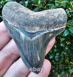 Ace River Megalodon Shark Tooth Fossil South Carolina
