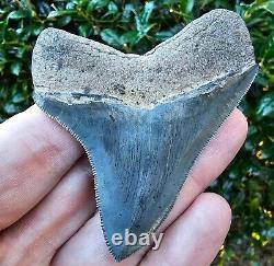 Ace River Megalodon Shark Tooth Fossil South Carolina