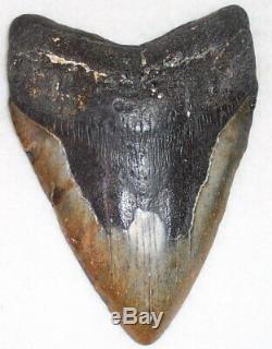 Affordable HUGE Almost 6 Fossil MEGALODON Shark Tooth