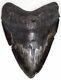 Affordable Huge Complete 6 1/8 Fossil Megalodon Shark Tooth