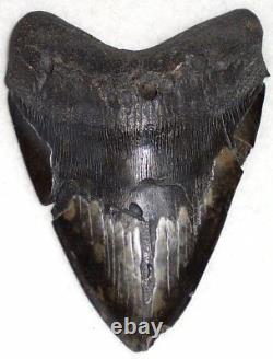 Affordable HUGE Complete 6 1/8 Fossil MEGALODON Shark Tooth